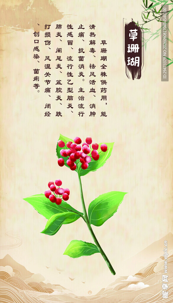 中式花卉插画 草珊瑚
