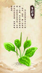 车前草