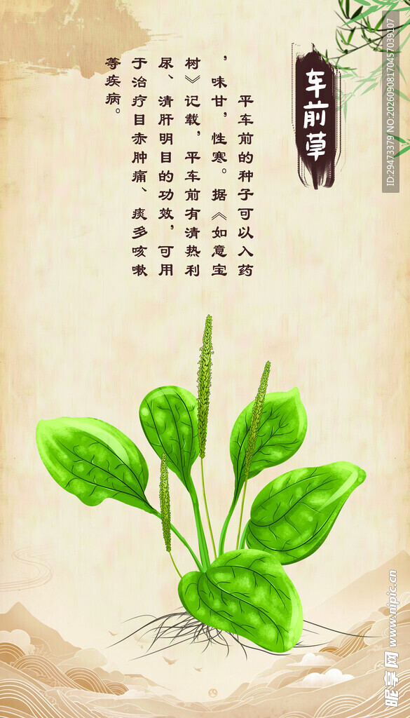 车前草