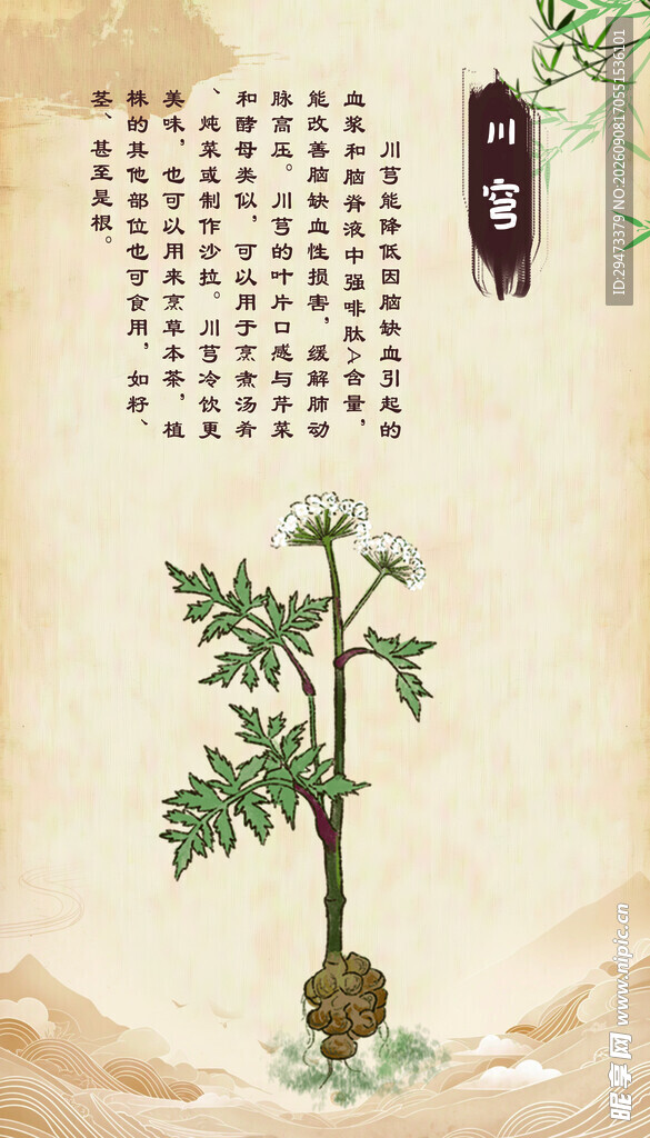 传统中药植物 川穹