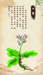 传统中药植物 大黄
