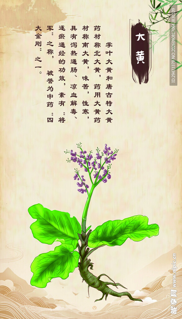 传统中药植物 大黄