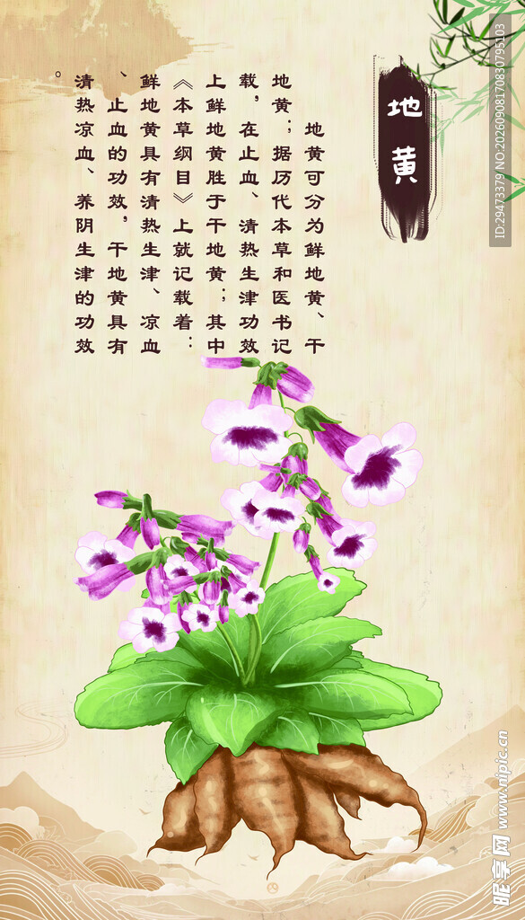 地黄