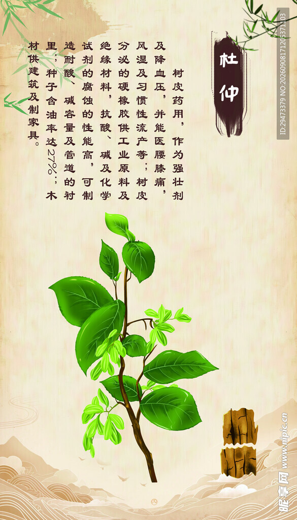 杜仲
