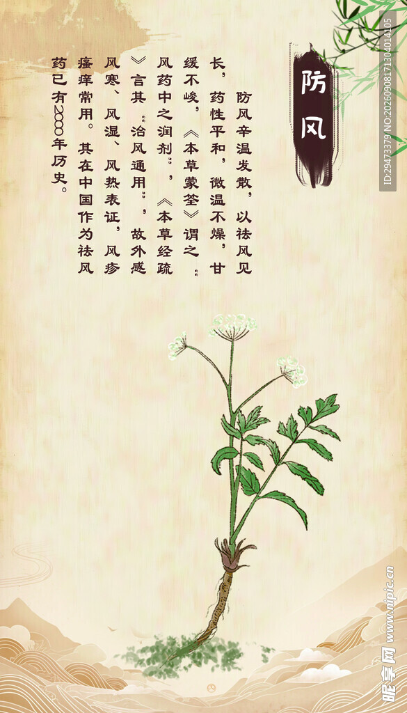 古风中药植物 防风