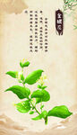 传统中药植物 金银花