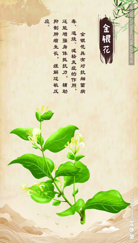 传统中药植物 金银花