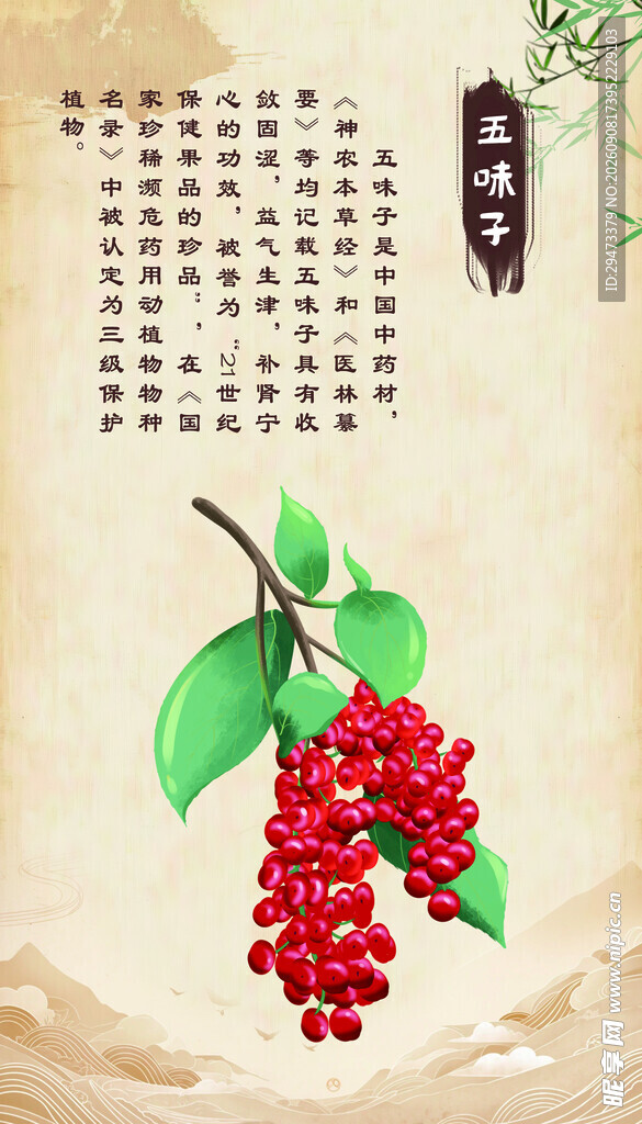 传统插画 五味子
