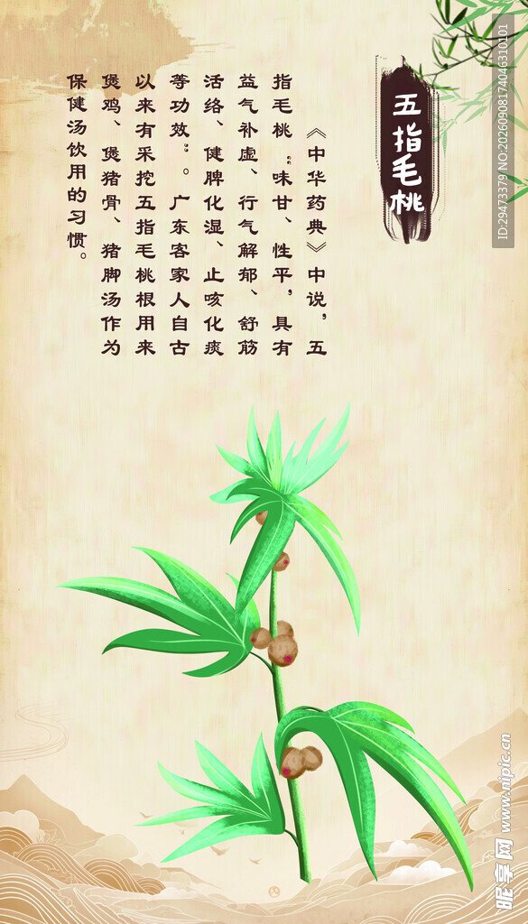 水墨风 五指毛桃