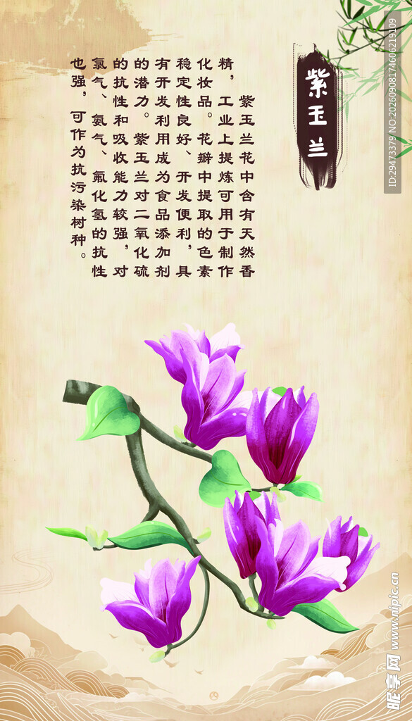紫玉兰 古风插画
