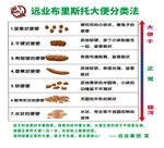 布里斯大便分类
