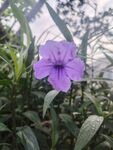 翠芦莉