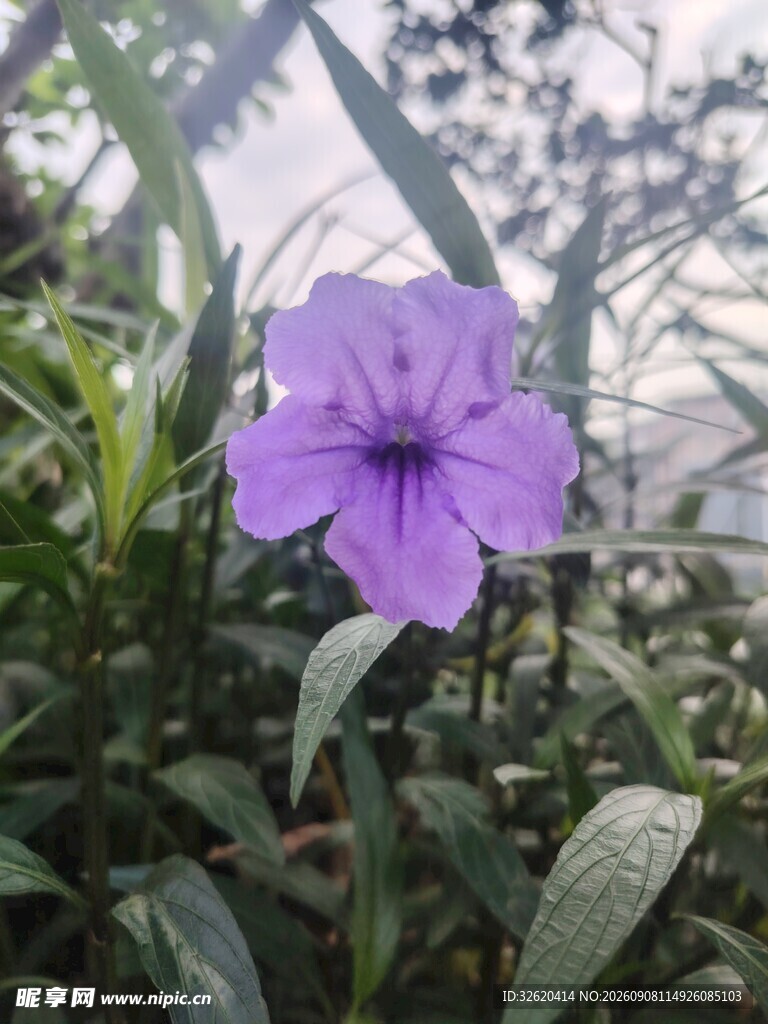 翠芦莉