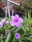 翠芦莉