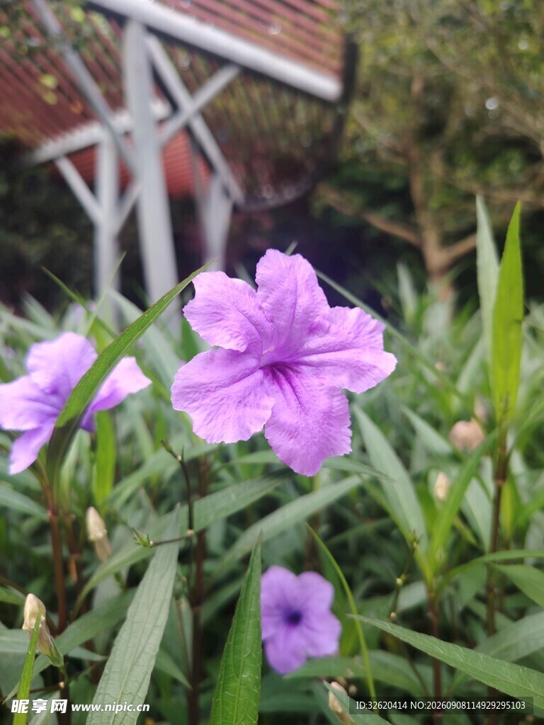 翠芦莉