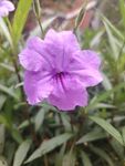 翠芦莉