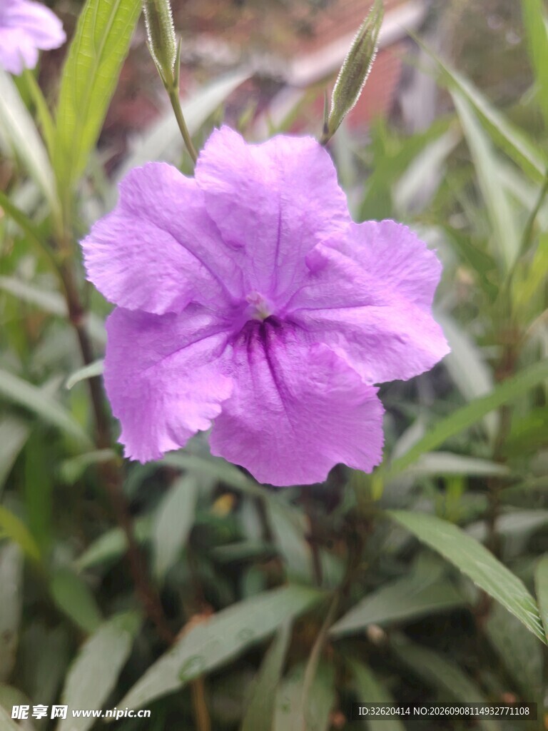 翠芦莉