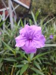 翠芦莉