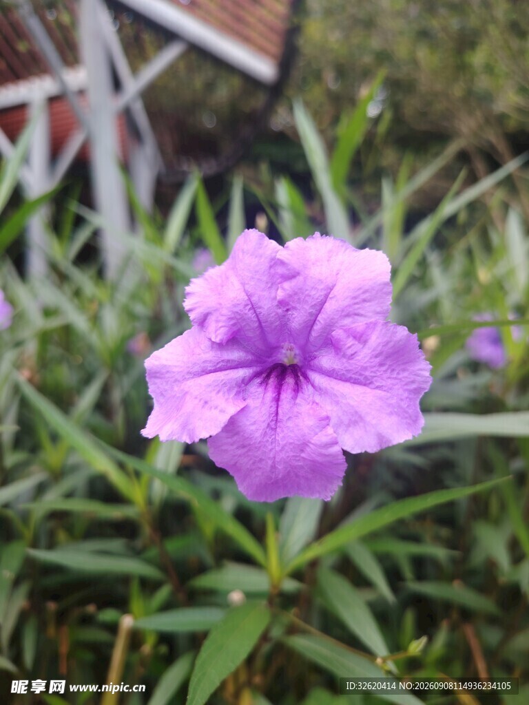 翠芦莉