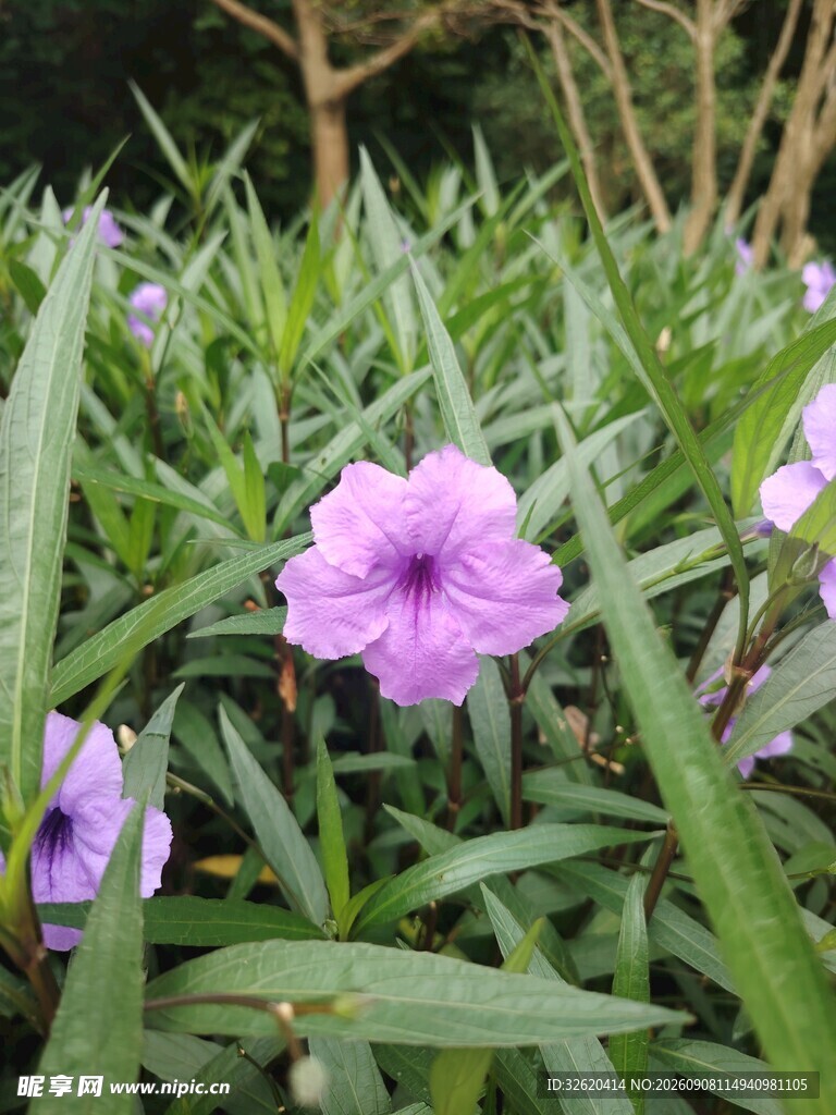 翠芦莉