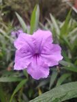 翠芦莉