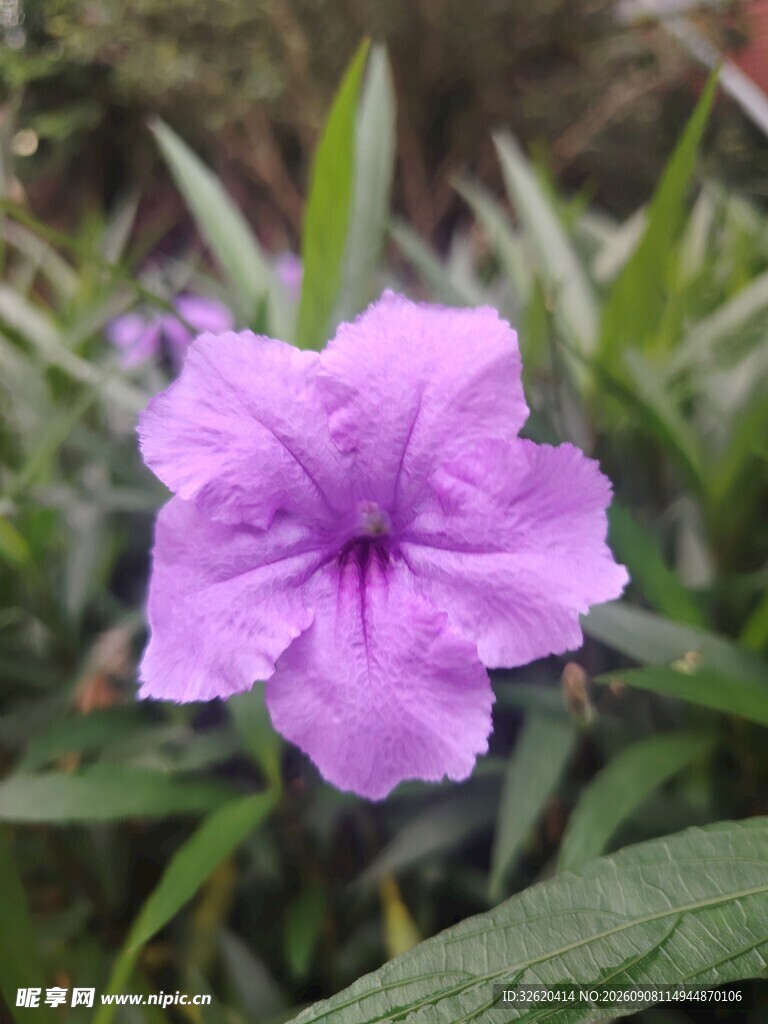 翠芦莉
