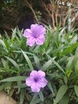 翠芦莉
