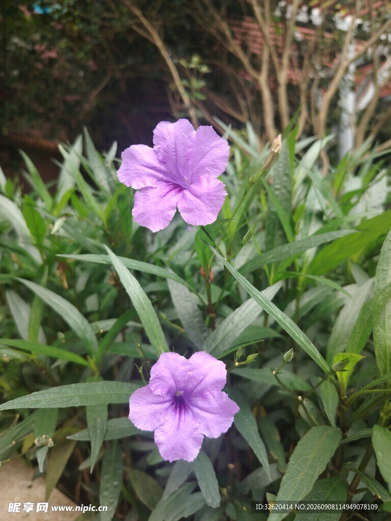 翠芦莉