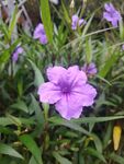 翠芦莉
