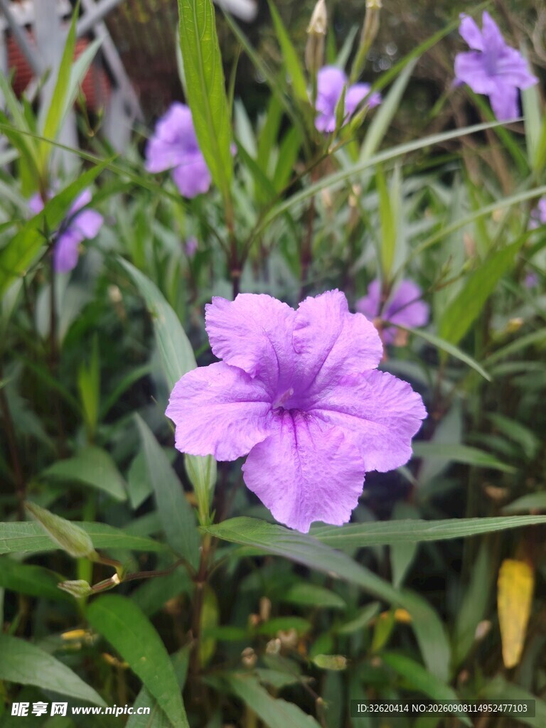 翠芦莉