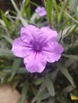 翠芦莉