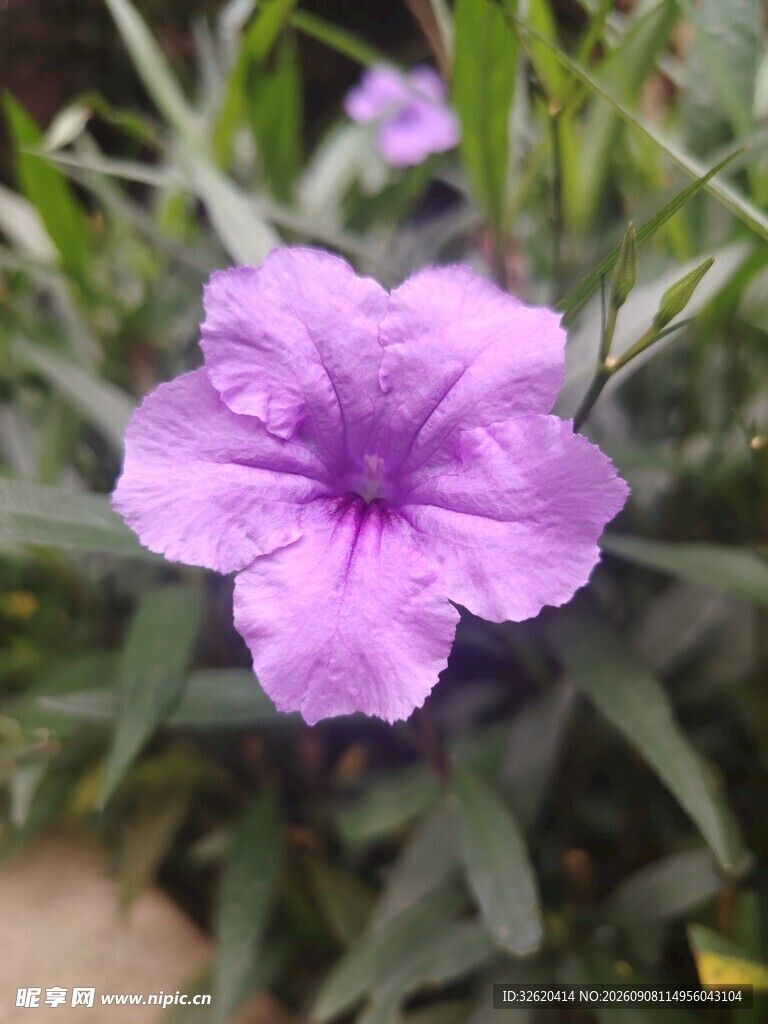 翠芦莉