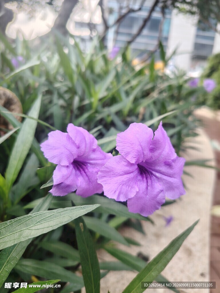 翠芦莉