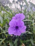 翠芦莉