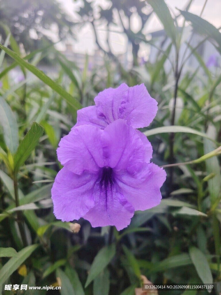 翠芦莉