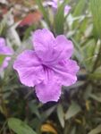 翠芦莉