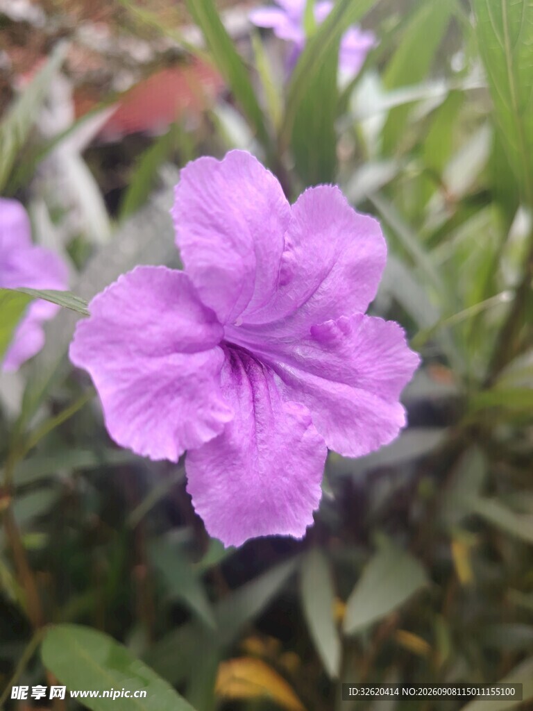 翠芦莉