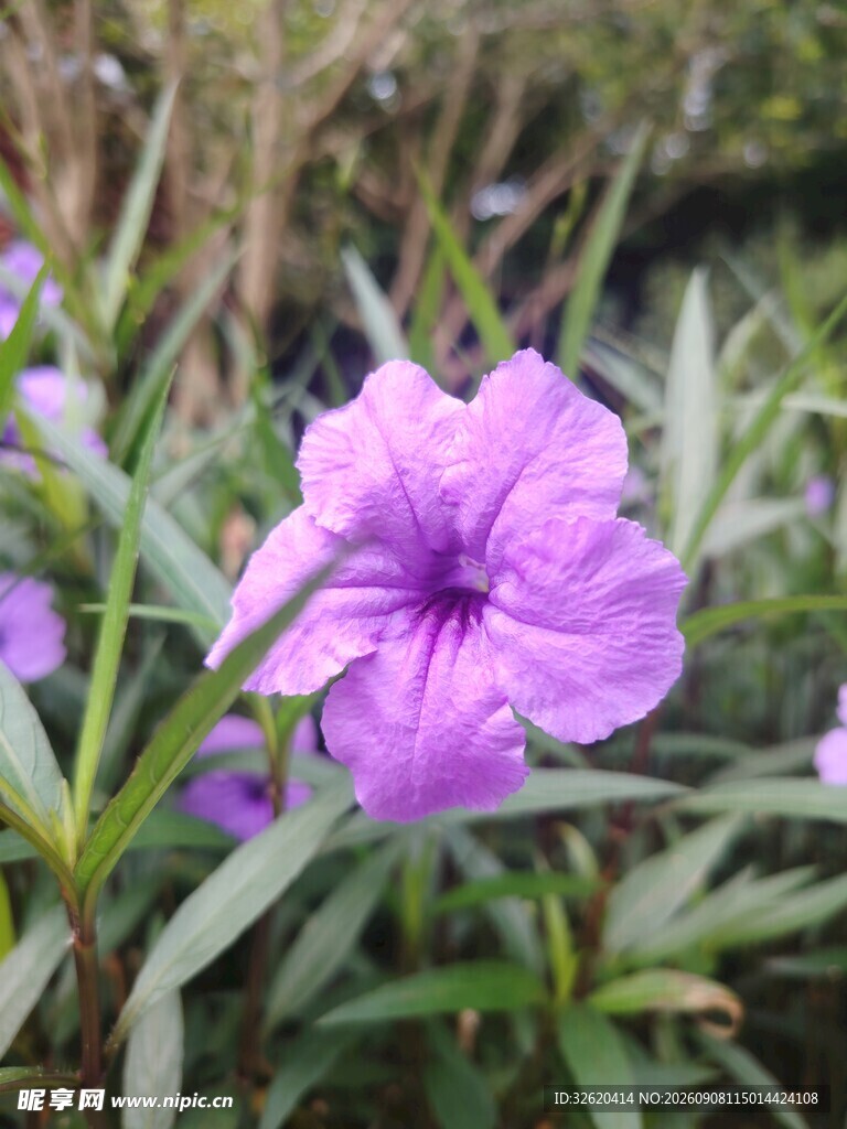 翠芦莉