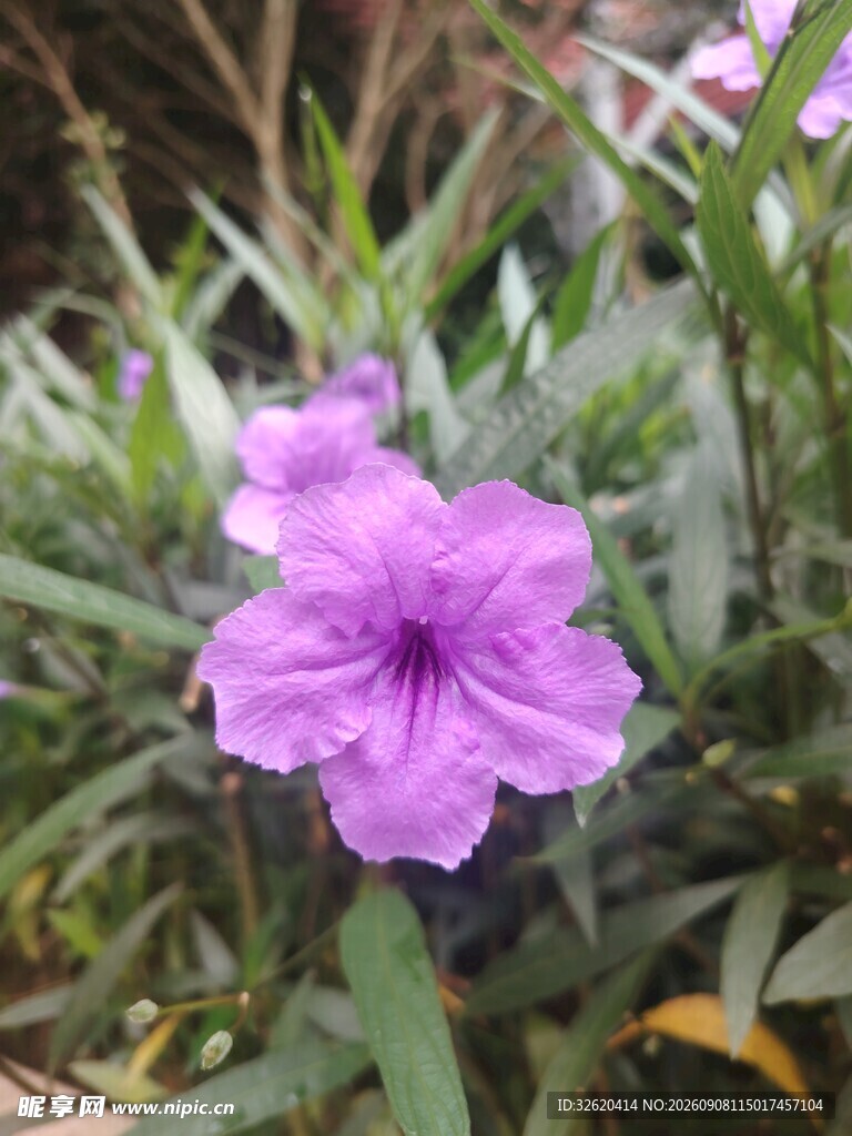 翠芦莉