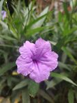 翠芦莉