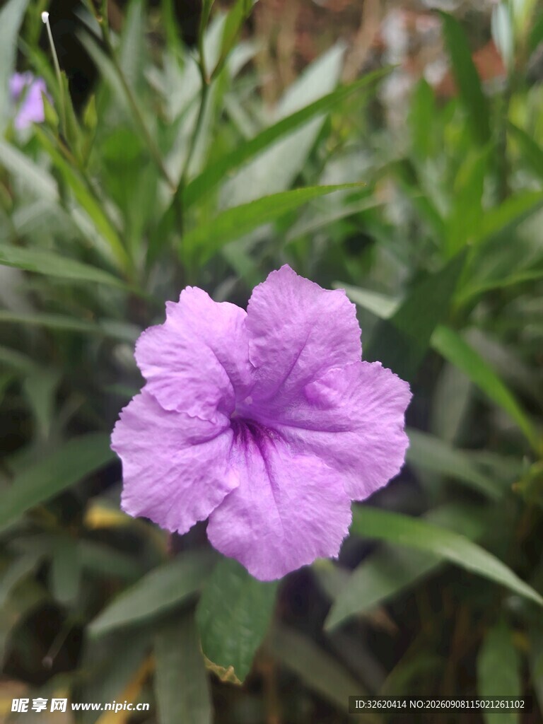 翠芦莉
