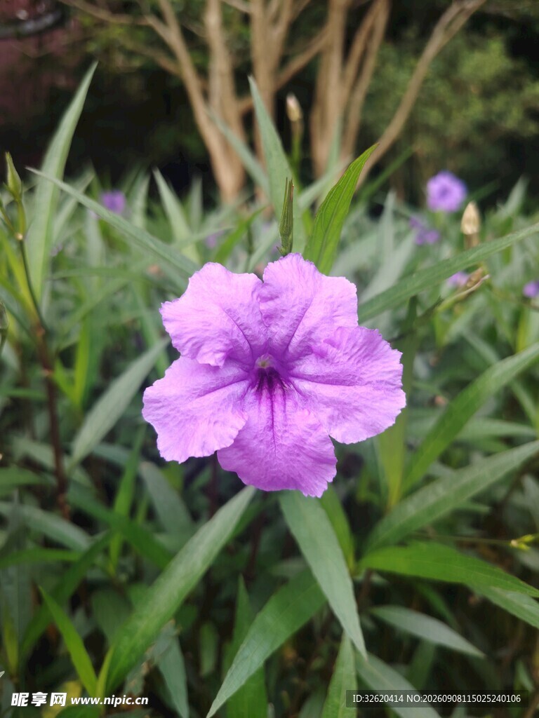 翠芦莉