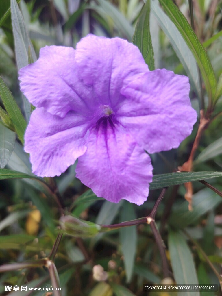 翠芦莉