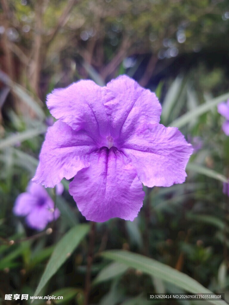 翠芦莉