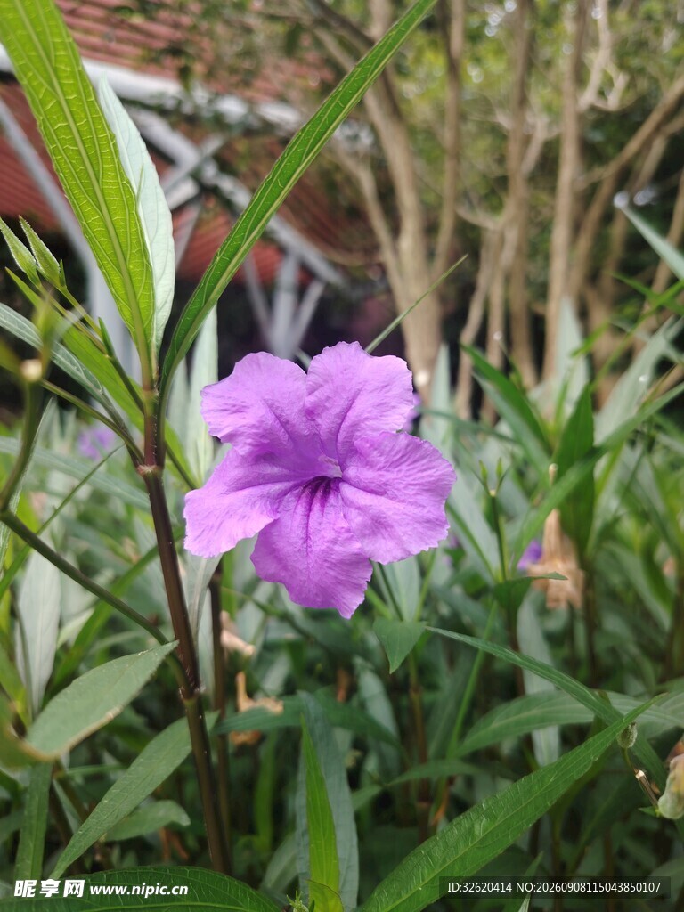 翠芦莉