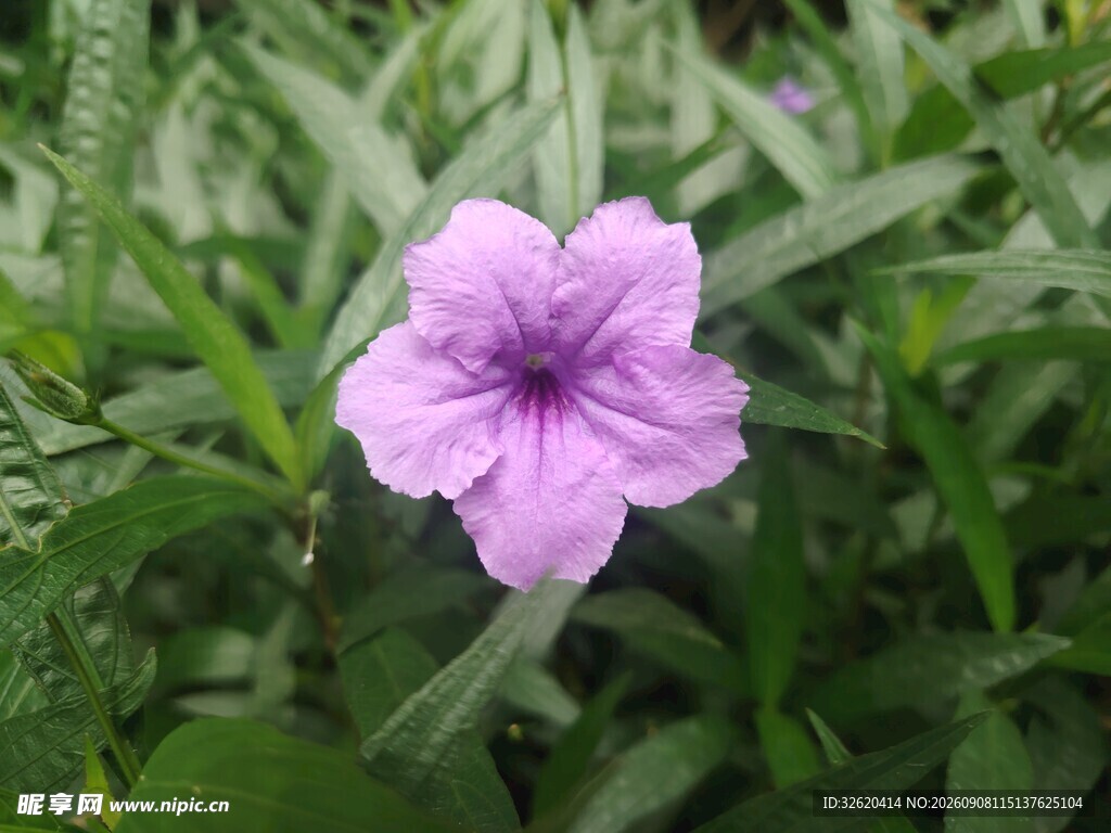 翠芦莉