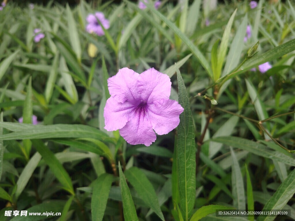 翠芦莉