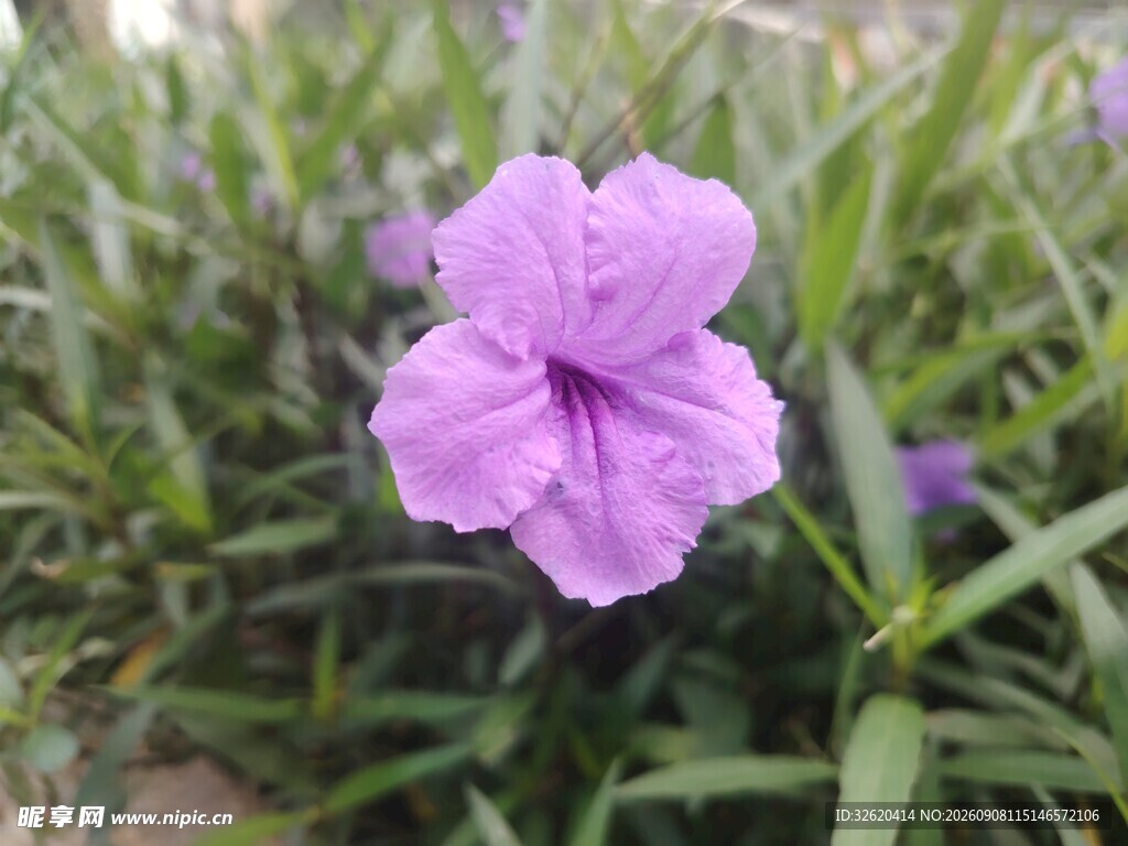 翠芦莉
