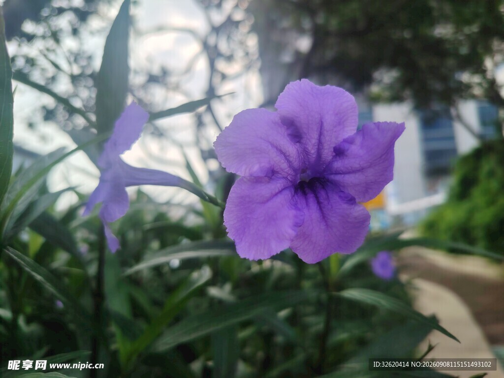 翠芦莉