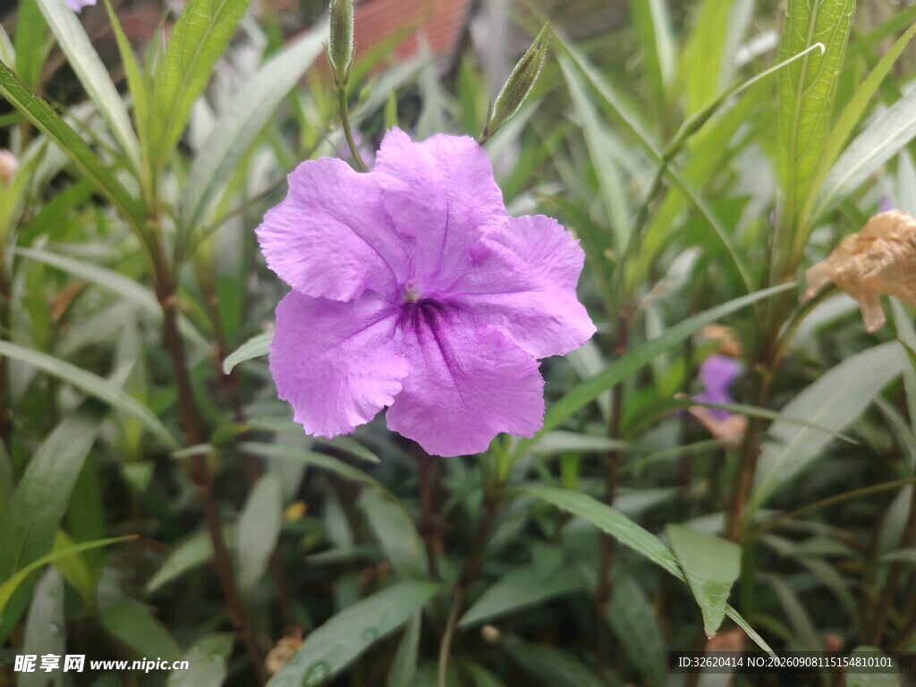 翠芦莉